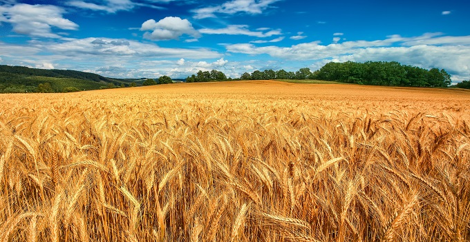 La battaglia del grano e le quattro sorelle