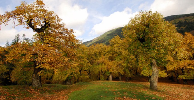 Il simbolismo della foresta